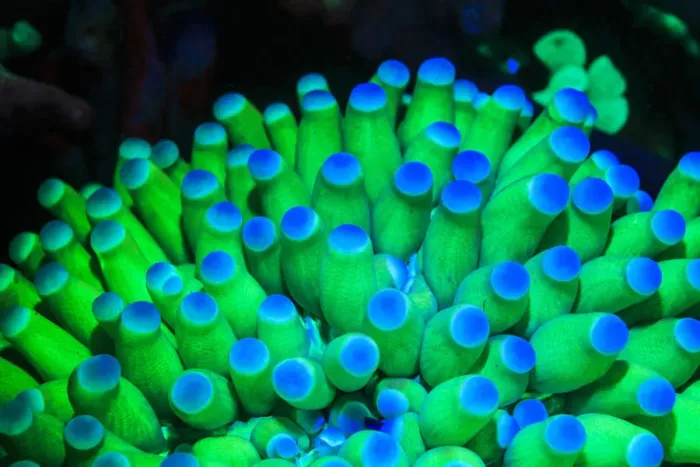 Framed Print : Fluorescing Underwater Macro images Framed Print : Fluorescing Underwater Macro images