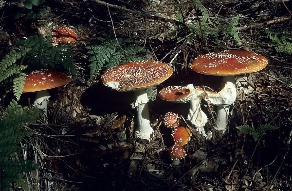Fly Agaric Mushroom, Amanita muscaria, mushroom, Oberaegeri, Switzerland