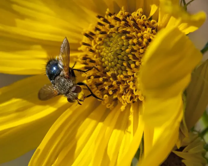 Framed Print : Fly inside sunflower Framed Print : Fly inside sunflower