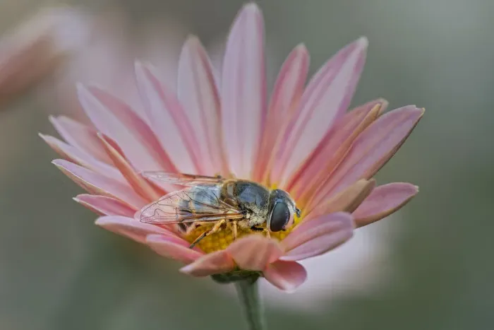 Framed Print : Fly mimicking a bee, Kentucky