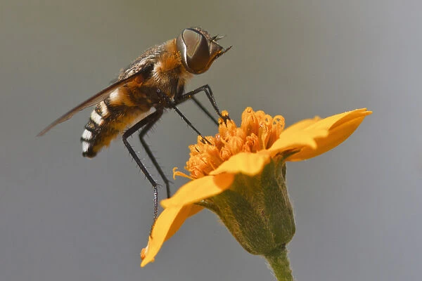 Fly resting on wildflower, Edinburg, Texas
