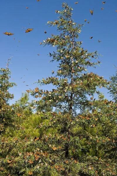 Flying Monarch Butterflies(Danaus plexippus), Cerro (machero) Pelon, Butterfly Reserve