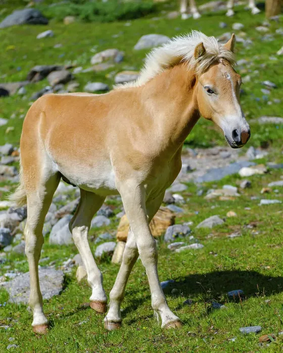 Framed Print : Foal of a Haflinger horse on its mountain pasture (Shieling) in the Otztal Alps (Obergurgl, Rotmoostal). Austria, Tyrol Framed Print : Foal of a Haflinger horse on its mountain pasture (Shieling) in the Otztal Alps (Obergurgl, Rotmoostal). Austria, Tyrol