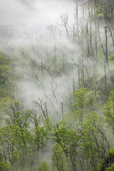 Fog drifting through black burned trees on mountain side, Great Smoky Mountains National Park, Tennessee