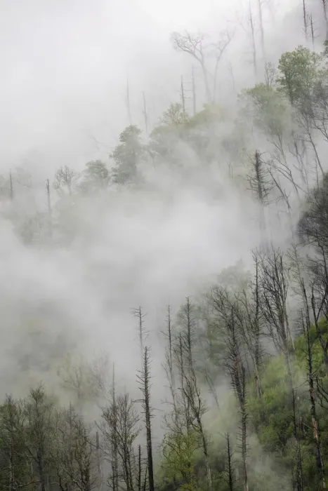 Framed Print : Fog drifting through black burned trees on mountain side, Great Smoky Mountains National Park, Tennessee Framed Print : Fog drifting through black burned trees on mountain side, Great Smoky Mountains National Park, Tennessee