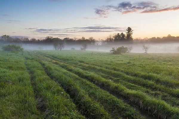 Fog in a field in Durham, New Hampshire