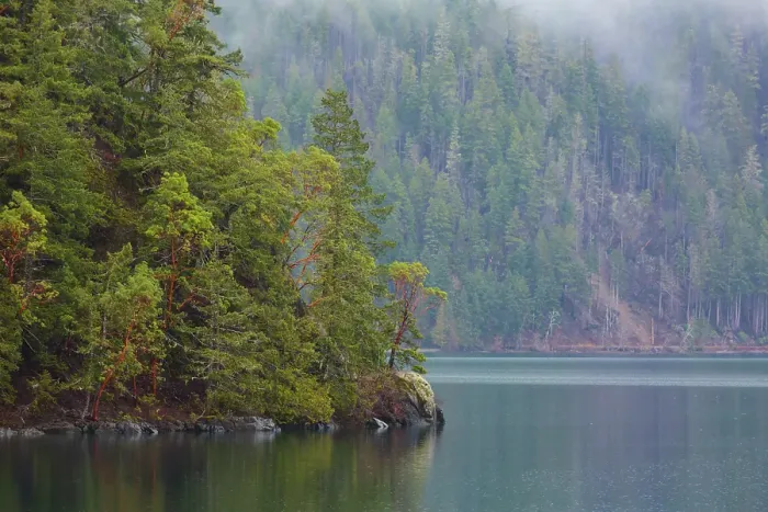 Framed Print : Fog over forest above Lake Crescent, Olympic National Park, Washington State, USA Framed Print : Fog over forest above Lake Crescent, Olympic National Park, Washington State, USA