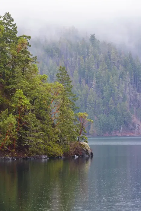 Framed Print : Fog over forest above Lake Crescent, Olympic National Park, Washington State, USA Framed Print : Fog over forest above Lake Crescent, Olympic National Park, Washington State, USA