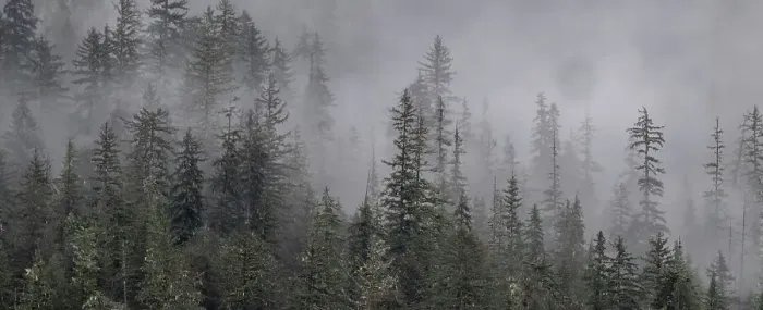Framed Print : Fog lingers in rainforest trees