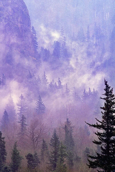 Fog nestled in the trees in the Columbia River Gorge after a storm. Oregon, USA