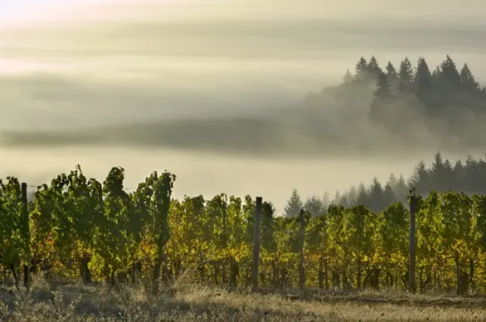 Framed Print : Fog pools in the Willamette Valley with Douglas firs poking out as seen from Maresh