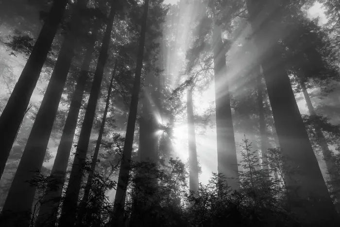 Framed Print : Fog rays in the redwoods at Lady Bird Johnson Grove in redwood National and State Park in Humbolt County, California, USA Framed Print : Fog rays in the redwoods at Lady Bird Johnson Grove in redwood National and State Park in Humbolt County, California, USA