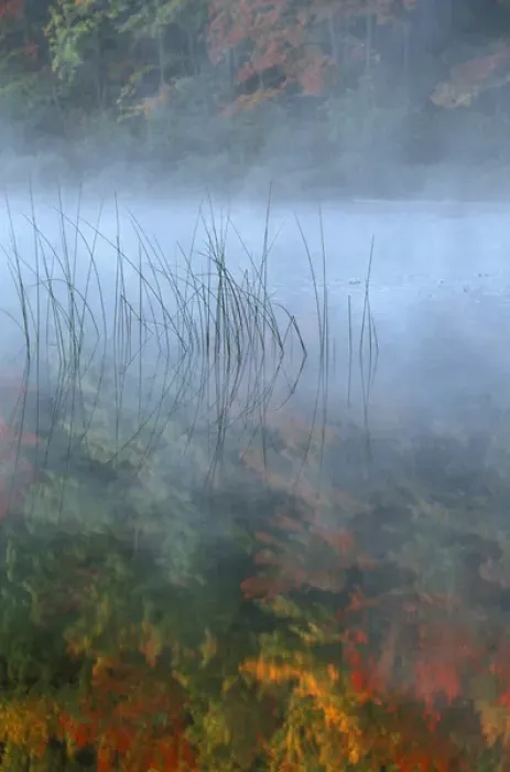 Framed Print : Fog, Reeds and Autumn Reflection; Hiawatha National Forest, Council Lake
