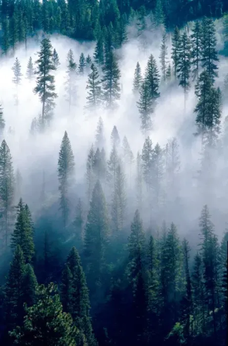 Framed Print : Fog shrouded pine forest near Cascade, Idaho. weather, clouds, meteorology