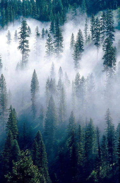 Fog shrouded pine forest near Cascade, Idaho. weather, clouds, meteorology