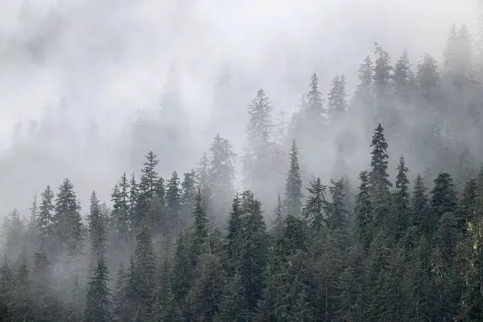 Framed Print : Fog shrouds trees along the shoreline of Admiralty Island