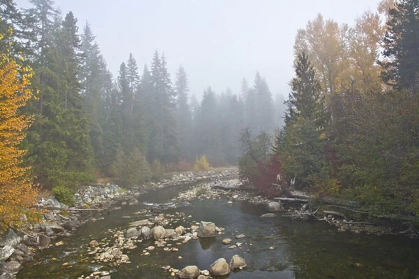 Foggy autumn, Nason Creek, Wenatchee National Forest, Washington State, USA