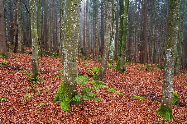A foggy Bavarian forest in autumn. Bayerischer Wald National Park, Bavaria, Germany