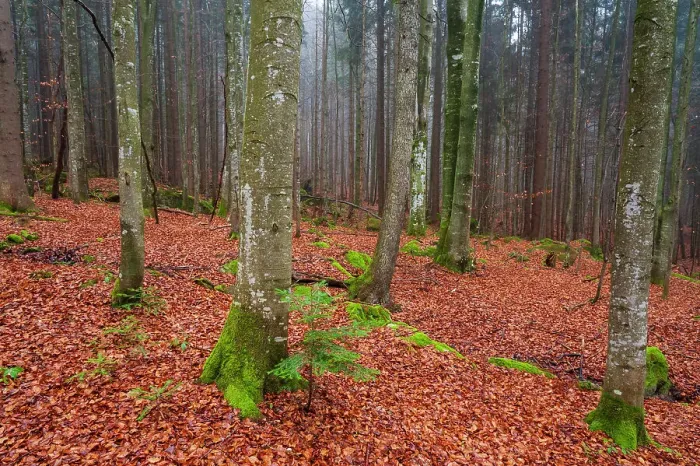 Framed Print : A foggy Bavarian forest in autumn. Bayerischer Wald National Park, Bavaria, Germany Framed Print : A foggy Bavarian forest in autumn. Bayerischer Wald National Park, Bavaria, Germany