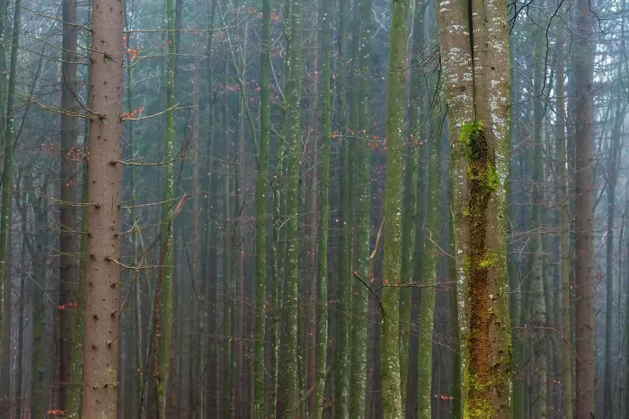 Framed Print : A foggy forest with mossy tree trunks. Bayerischer Wald National Park, Bavaria, Germany Framed Print : A foggy forest with mossy tree trunks. Bayerischer Wald National Park, Bavaria, Germany