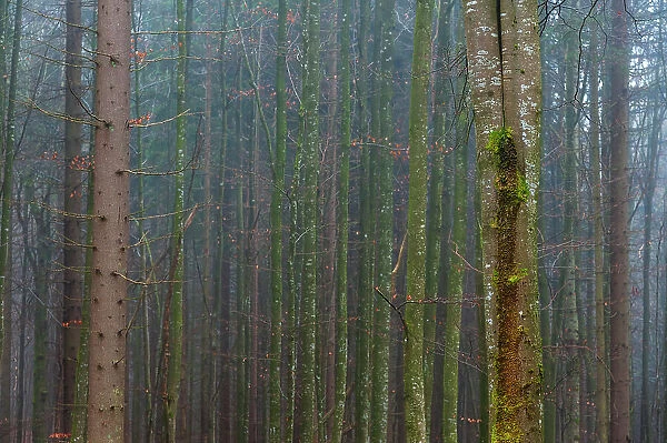 A foggy forest with mossy tree trunks. Bayerischer Wald National Park, Bavaria, Germany