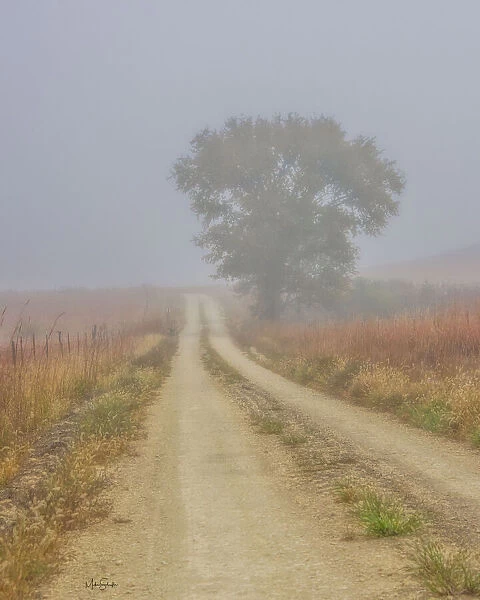 Foggy morning on a Kansas backroad