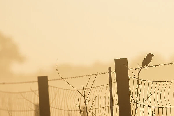 On a foggy morning a Loggerhead Shrike hunting on barbed wire at sunrise, Lanius ludovicianus
