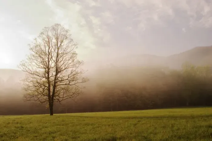 Framed Print : Foggy sunrise Cades Cove Great Smoky Mountains N. P. TN Foggy sunriseCades Framed Print : Foggy sunrise Cades Cove Great Smoky Mountains N. P. TN Foggy sunriseCades