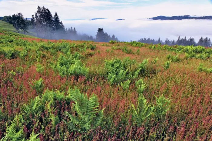 Framed Print : Foggy view of grasses and ferns, Dolason Prairie