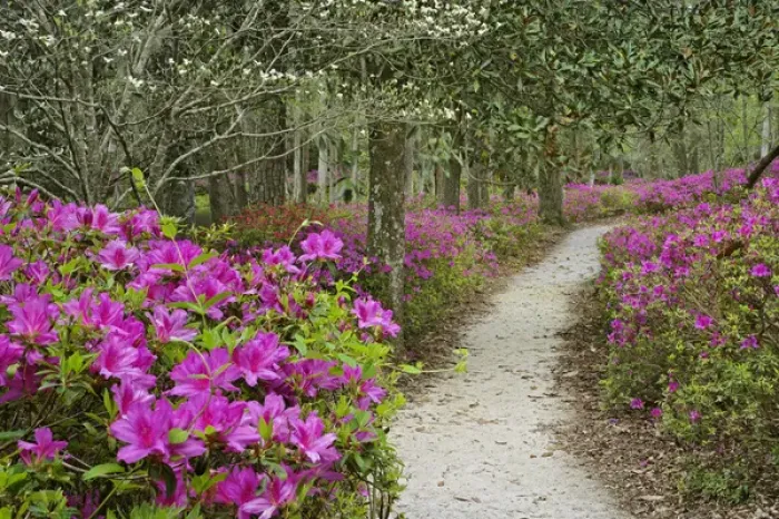 Framed Print : Footpath through azaleas, Middleton Place, South Carolina Framed Print : Footpath through azaleas, Middleton Place, South Carolina