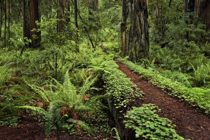 Framed Print : Footpath through common wood sorrel and giant redwood trees, Stout Memorial Grove