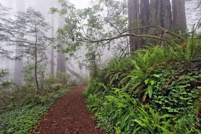 Framed Print : Footpath in foggy redwood forest beneath Pacific Rhododendron, Redwood National Park Framed Print : Footpath in foggy redwood forest beneath Pacific Rhododendron, Redwood National Park
