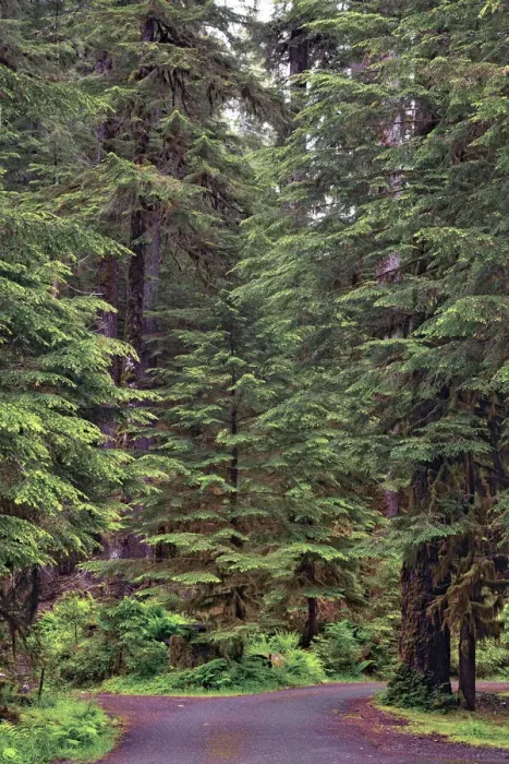 Framed Print : Footpath through forest draped with Club Moss, Hoh Rainforest, Olympic National Park, Washington State Framed Print : Footpath through forest draped with Club Moss, Hoh Rainforest, Olympic National Park, Washington State