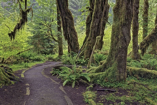 Footpath through forest draped with Club Moss, Hoh Rainforest, Olympic National Park, Washington State