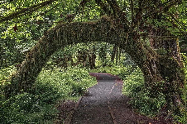 Footpath through forest draped with Club Moss, Hoh Rainforest, Olympic National Park, Washington State