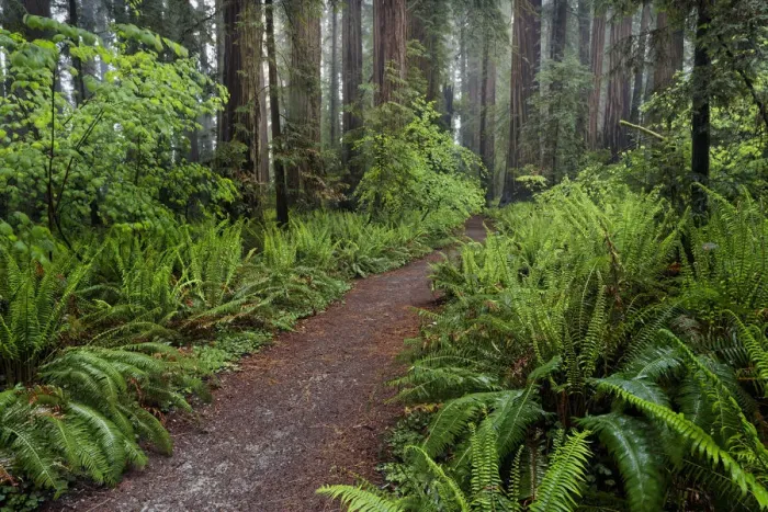 Framed Print : Footpath lined with ferns and mist, Stout Memorial Grove Framed Print : Footpath lined with ferns and mist, Stout Memorial Grove