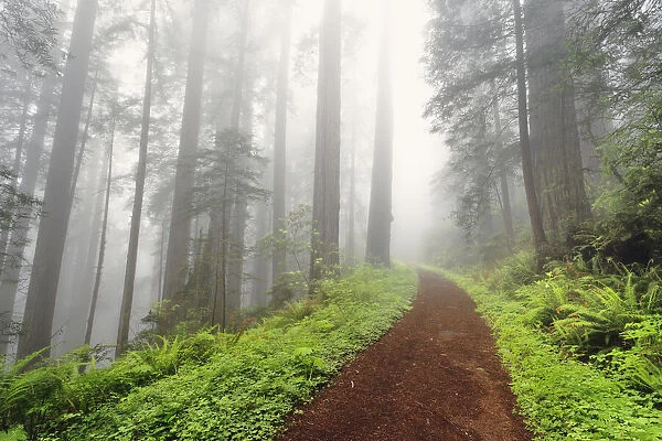 Footpath through Redwood trees in fog. Redwood National Park, California