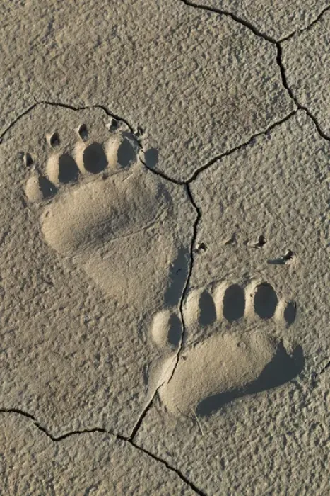 Framed Print : Footprints of adult coastal grizzly bear (ursus arctos). Lake Clark National Park, Alaska