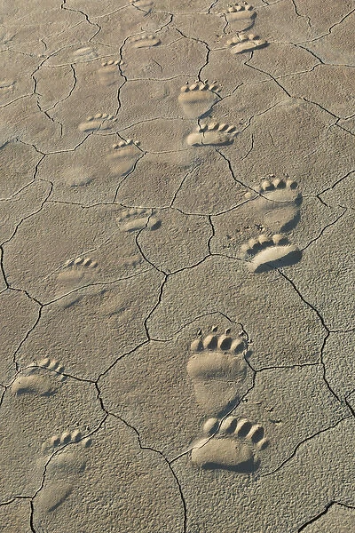 Footprints of adult and cub coastal grizzly bears in Lake Clark National Park, Alaska