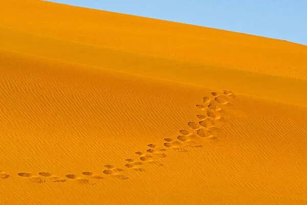 Footprints on red sand dune in southern Namib Desert. Sossusvlei, Namib-Naukluft National Park