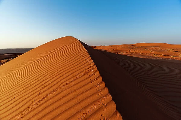 Footprints along the ridge of a sand dune at sunset. Wahiba Sands, Arabian Peninsula, Oman