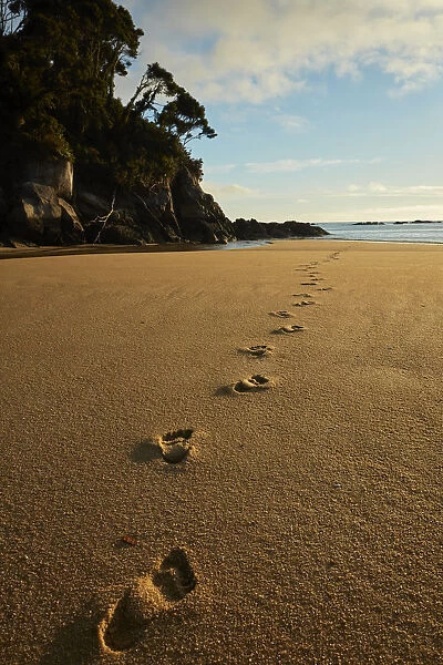 Footprints in the sand, Mosquito Bay, Abel Tasman National Park, Nelson Region, South Island