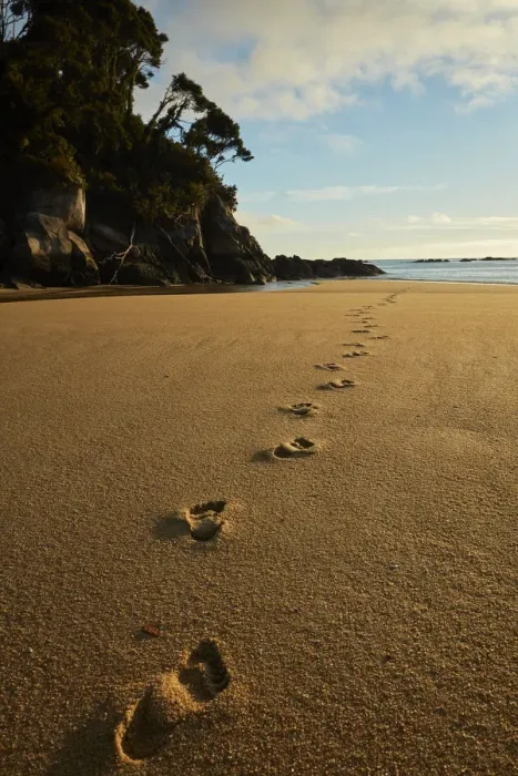 Framed Print : Footprints in the sand, Mosquito Bay, Abel Tasman National Park, Nelson Region, South Island Framed Print : Footprints in the sand, Mosquito Bay, Abel Tasman National Park, Nelson Region, South Island
