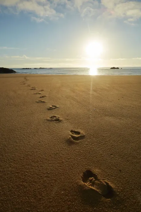 Framed Print : Footprints in the sand at sunrise, Mosquito Bay, Abel Tasman National Park, Nelson Region Framed Print : Footprints in the sand at sunrise, Mosquito Bay, Abel Tasman National Park, Nelson Region