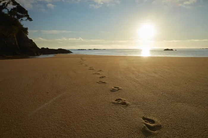 Framed Print : Footprints in the sand at sunrise, Mosquito Bay, Abel Tasman National Park, Nelson Region Framed Print : Footprints in the sand at sunrise, Mosquito Bay, Abel Tasman National Park, Nelson Region