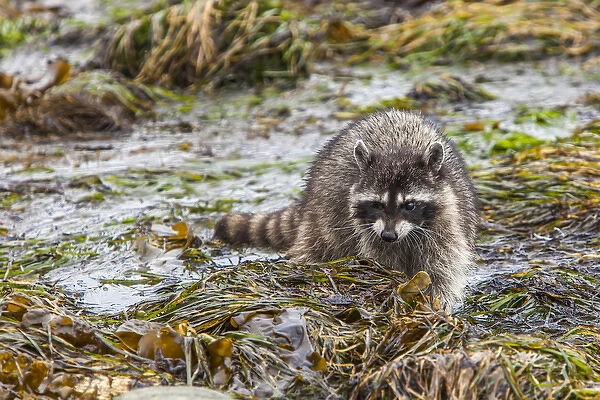 Foraging Raccoon at Low Tide in Tide Pools, Crescent Beach Washington