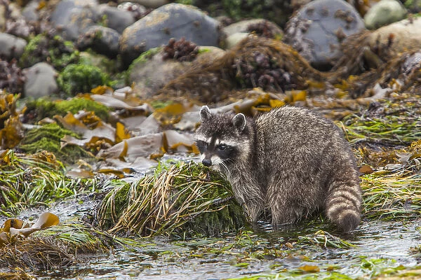 Foraging Raccoon at Low Tide in Tidepools, Crescent Beach Washington