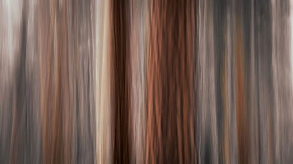 Forest abstract, Yosemite National Park, California USA