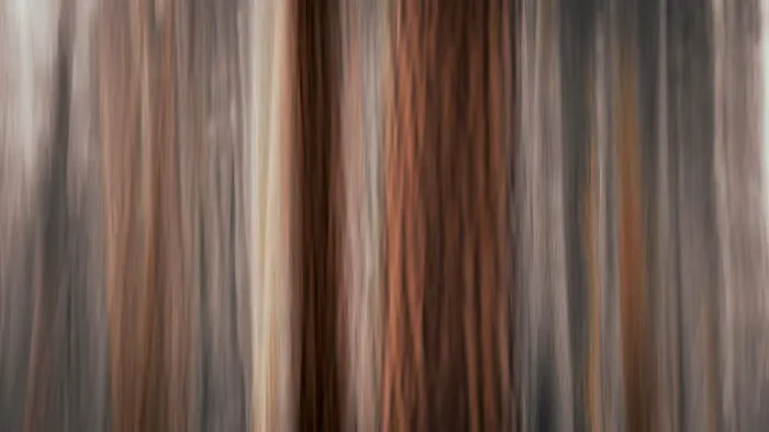 Framed Print : Forest abstract, Yosemite National Park, California USA Framed Print : Forest abstract, Yosemite National Park, California USA