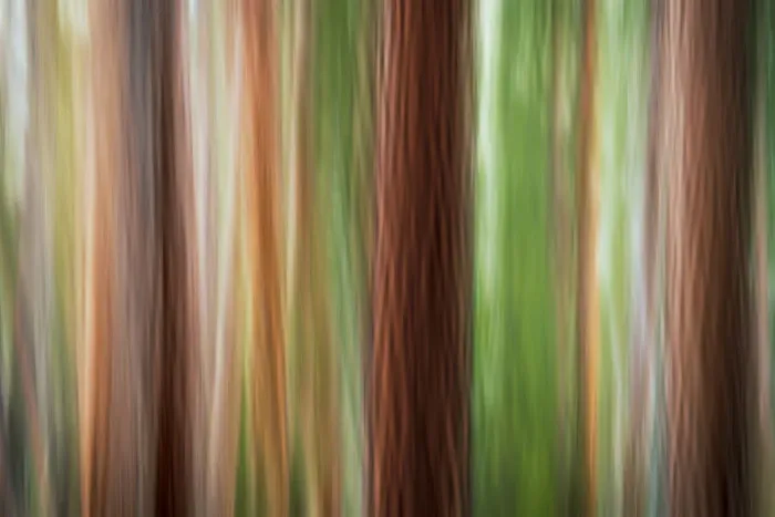 Framed Print : Forest abstract, Yosemite National Park, California USA Framed Print : Forest abstract, Yosemite National Park, California USA